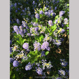 Shrubs ~ Ceanothus 'Victoria' (syn. Skylark), California Lilac ~ Dancing Oaks Nursery and Gardens ~ Retail Nursery ~ Mail Order Nursery