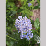 Ground Covers ~ Ceanothus thyrsiflorus 'Rogue Sky', California Lilac ~ Dancing Oaks Nursery and Gardens ~ Retail Nursery ~ Mail Order Nursery