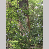 Ground Covers ~ Ceanothus thyrsiflorus 'Rogue Sky', California Lilac ~ Dancing Oaks Nursery and Gardens ~ Retail Nursery ~ Mail Order Nursery