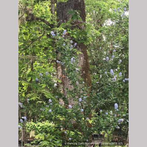 Ground Covers ~ Ceanothus thyrsiflorus 'Rogue Sky', California Lilac ~ Dancing Oaks Nursery and Gardens ~ Retail Nursery ~ Mail Order Nursery
