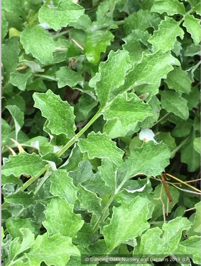 Perennials ~ Centaurea simplicicaulis, Cornflower ~ Dancing Oaks Nursery and Gardens ~ Retail Nursery ~ Mail Order Nursery