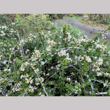 Shrubs ~ Ceanothus cuneatus var. ramulosus 'Rodeo Lagoon', California Lilac ~ Dancing Oaks Nursery and Gardens ~ Retail Nursery ~ Mail Order Nursery