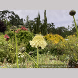 Perennials ~ Cephalaria gigantea, Giant Pincushion Flower ~ Dancing Oaks Nursery and Gardens ~ Retail Nursery ~ Mail Order Nursery