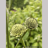 Perennials ~ Cephalaria gigantea, Giant Pincushion Flower ~ Dancing Oaks Nursery and Gardens ~ Retail Nursery ~ Mail Order Nursery