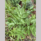 Perennials ~ Cephalaria gigantea, Giant Pincushion Flower ~ Dancing Oaks Nursery and Gardens ~ Retail Nursery ~ Mail Order Nursery