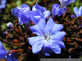 Ground Covers ~ Ceratostigma plumbaginoides, Plumbago ~ Dancing Oaks Nursery and Gardens ~ Retail Nursery ~ Mail Order Nursery