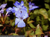 Ground Covers ~ Ceratostigma plumbaginoides, Plumbago ~ Dancing Oaks Nursery and Gardens ~ Retail Nursery ~ Mail Order Nursery