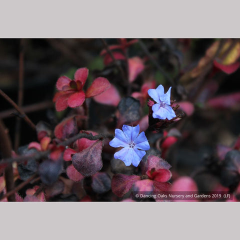 Shrubs ~ Ceratostigma willmottianum, Chinese Plumbago ~ Dancing Oaks Nursery and Gardens ~ Retail Nursery ~ Mail Order Nursery