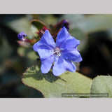 Shrubs ~ Ceratostigma willmottianum, Chinese Plumbago ~ Dancing Oaks Nursery and Gardens ~ Retail Nursery ~ Mail Order Nursery