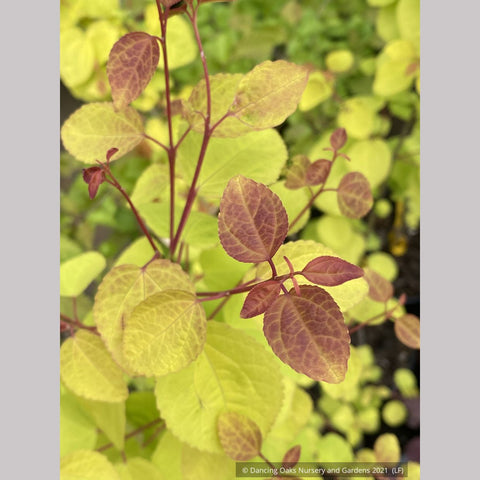 Trees ~ Cercidiphylllum japonica 'Claim Jumper', Golden Katsura ~ Dancing Oaks Nursery and Gardens ~ Retail Nursery ~ Mail Order Nursery