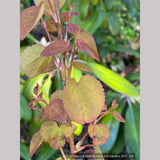 Trees ~ Cercidiphylllum japonica 'Claim Jumper', Golden Katsura ~ Dancing Oaks Nursery and Gardens ~ Retail Nursery ~ Mail Order Nursery