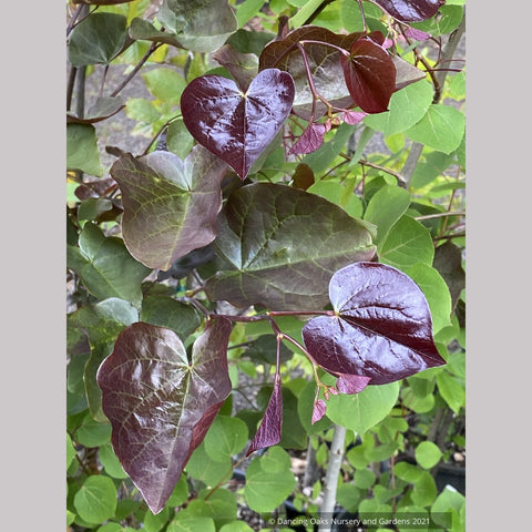Cercis x 'Merlot' PP22,297 Hybrid Redbud