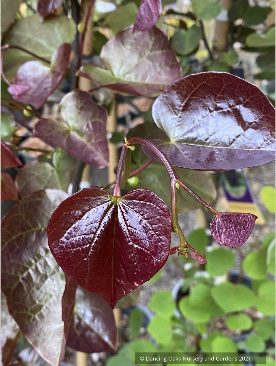 Cercis x 'Merlot' PP22,297 Hybrid Redbud
