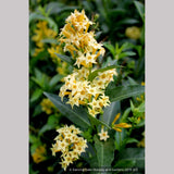Perennials ~ Cestrum parqui, Willow Jessamine ~ Dancing Oaks Nursery and Gardens ~ Retail Nursery ~ Mail Order Nursery