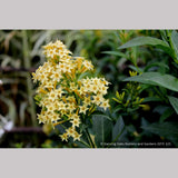 Perennials ~ Cestrum parqui, Willow Jessamine ~ Dancing Oaks Nursery and Gardens ~ Retail Nursery ~ Mail Order Nursery