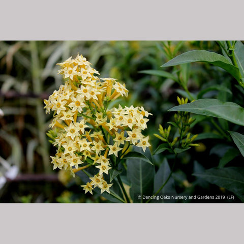 Perennials ~ Cestrum parqui, Willow Jessamine ~ Dancing Oaks Nursery and Gardens ~ Retail Nursery ~ Mail Order Nursery