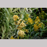 Perennials ~ Cestrum parqui, Willow Jessamine ~ Dancing Oaks Nursery and Gardens ~ Retail Nursery ~ Mail Order Nursery