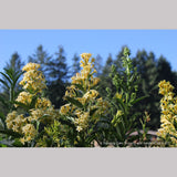 Perennials ~ Cestrum parqui, Willow Jessamine ~ Dancing Oaks Nursery and Gardens ~ Retail Nursery ~ Mail Order Nursery