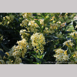 Perennials ~ Cestrum parqui, Willow Jessamine ~ Dancing Oaks Nursery and Gardens ~ Retail Nursery ~ Mail Order Nursery