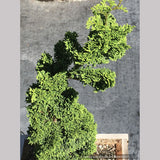 Chamaecyparis obtusa 'Bess', Dwarf Hinoki Cypress