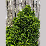 Shrubs ~ Chamaecyparis obtusa 'Bess', Dwarf Hinoki Cypress ~ Dancing Oaks Nursery and Gardens ~ Retail Nursery ~ Mail Order Nursery