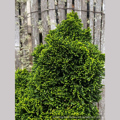 Shrubs ~ Chamaecyparis obtusa 'Bess', Dwarf Hinoki Cypress ~ Dancing Oaks Nursery and Gardens ~ Retail Nursery ~ Mail Order Nursery