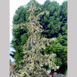 Trees ~ Chamaecyparis (syn. Cupressus) nootkatensis 'Sparkling Arrow', Variegated Alaskan Cedar ~ Dancing Oaks Nursery and Gardens ~ Retail Nursery ~ Mail Order Nursery