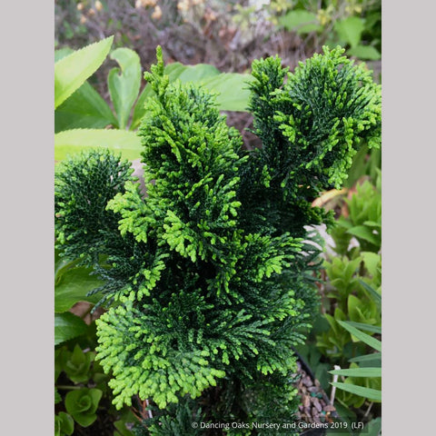 Trees ~ Chamaecyparis obtusa 'Vokel's Upright', Hinoki Cypress ~ Dancing Oaks Nursery and Gardens ~ Retail Nursery ~ Mail Order Nursery