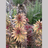 Perennials ~ Euphorbia 'Ascot Rainbow'  PP#21401, Spurge ~ Dancing Oaks Nursery and Gardens ~ Retail Nursery ~ Mail Order Nursery