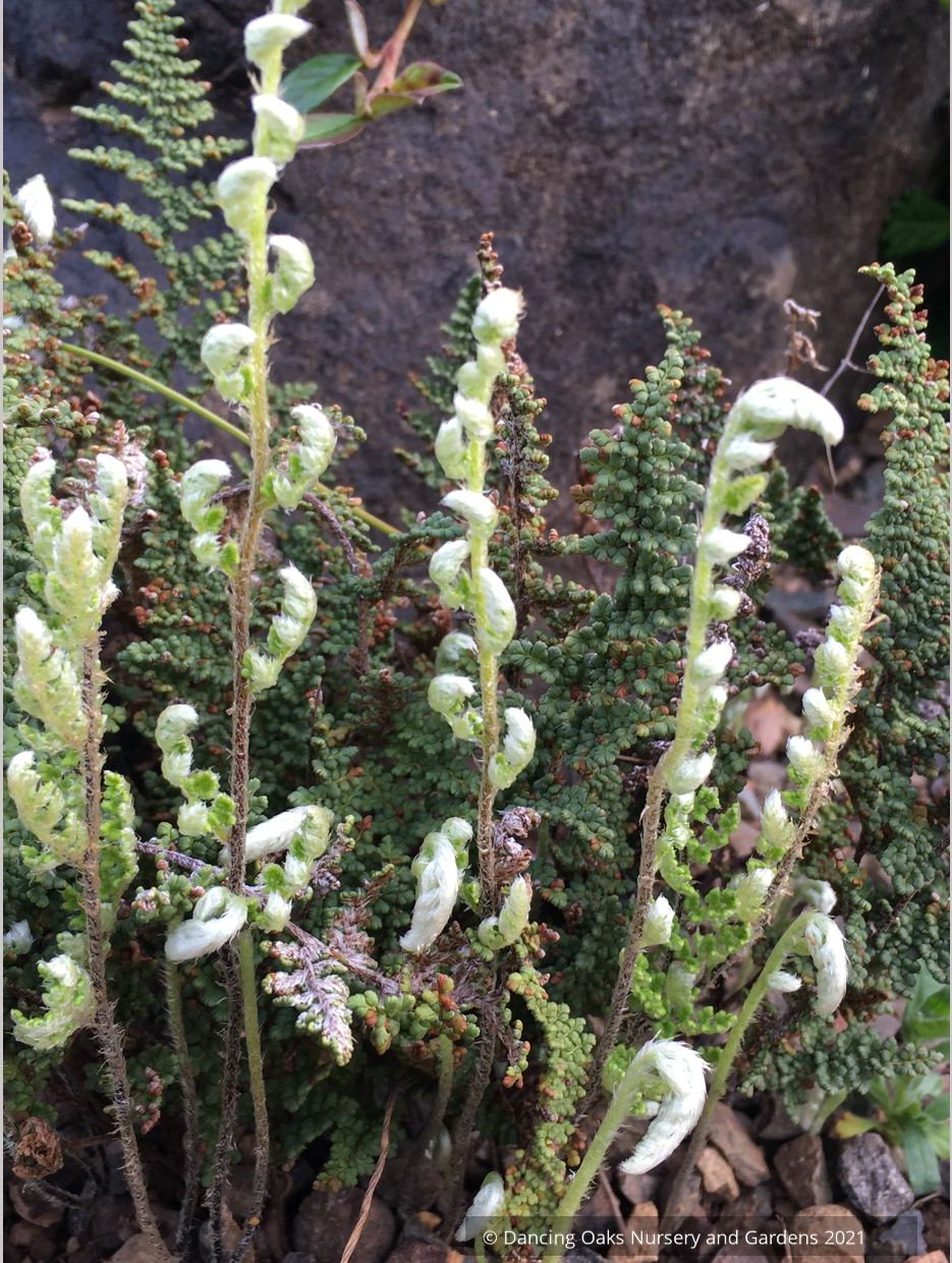 Myriopteris gracillima (syn. Cheilanthes gracillima), Lace Lip Fern