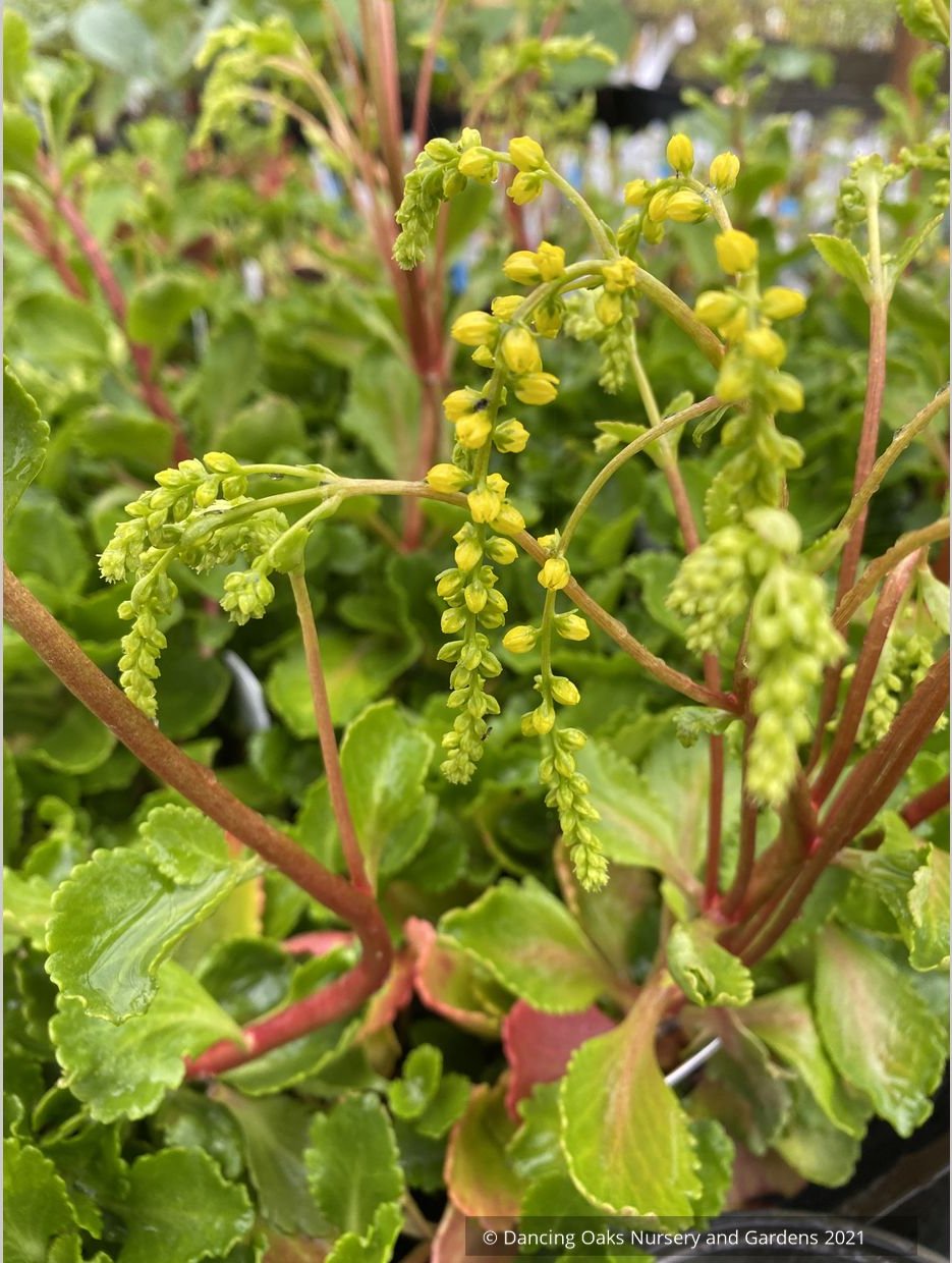 Chiastophyllum oppositifolium 'Solar Yellow'
