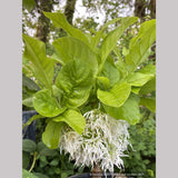 Chionanthus virginicus 'Little Leslie', Dwarf Fringe Tree