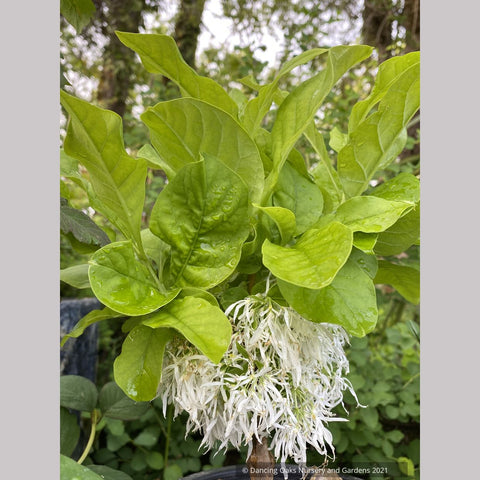 Chionanthus virginicus 'Little Leslie', Dwarf Fringe Tree