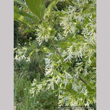 Chionanthus virginicus, Fringe Tree