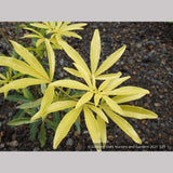 Shrubs ~ Choisya 'Goldfingers', Mexican Orange ~ Dancing Oaks Nursery and Gardens ~ Retail Nursery ~ Mail Order Nursery