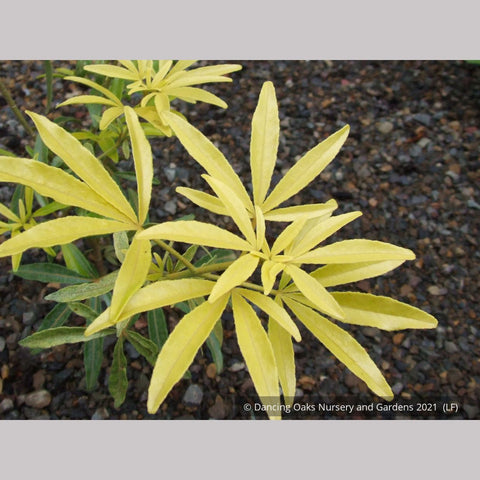 Shrubs ~ Choisya 'Goldfingers', Mexican Orange ~ Dancing Oaks Nursery and Gardens ~ Retail Nursery ~ Mail Order Nursery