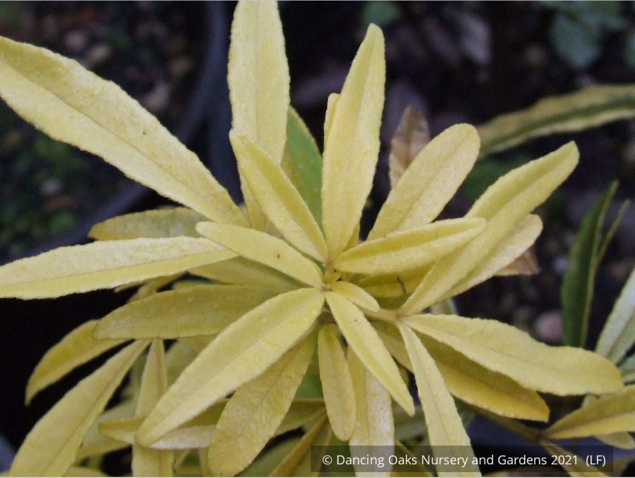 Shrubs ~ Choisya 'Goldfingers', Mexican Orange ~ Dancing Oaks Nursery and Gardens ~ Retail Nursery ~ Mail Order Nursery