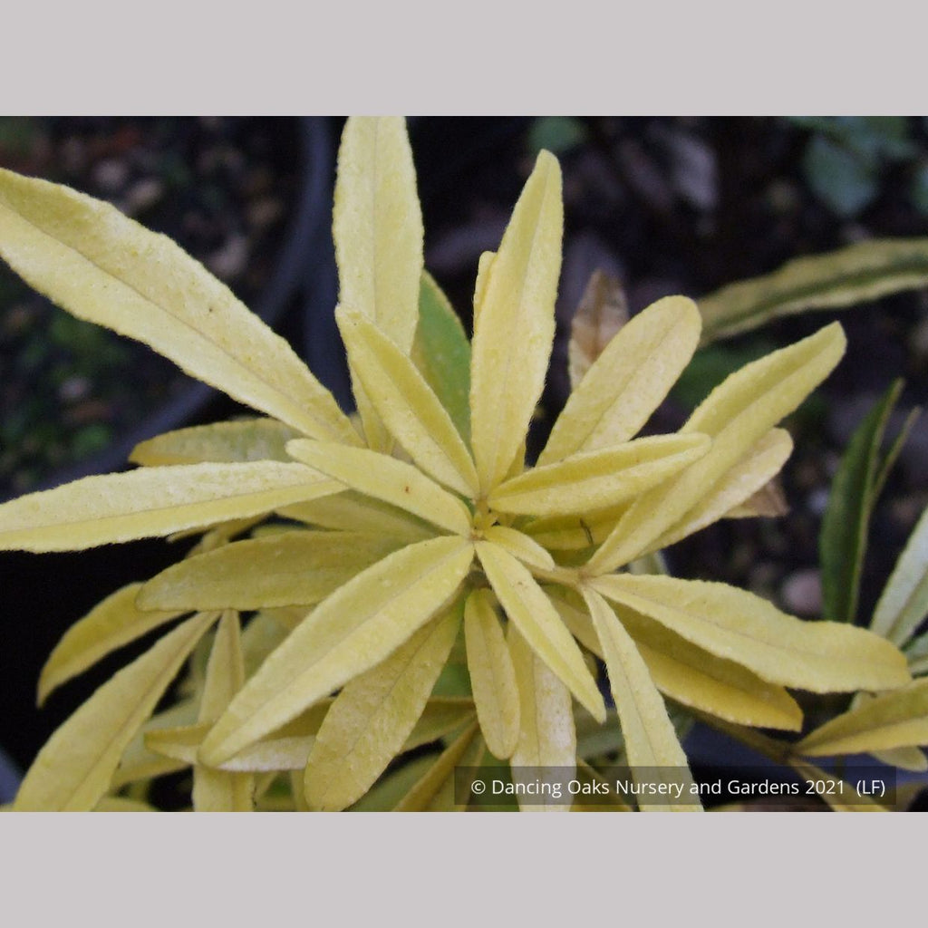 Choisya 'Goldfingers', Mexican Orange – Dancing Oaks Nursery and