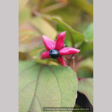 Trees ~ Clerodendrum trichotomum, Glory Bower ~ Dancing Oaks Nursery and Gardens ~ Retail Nursery ~ Mail Order Nursery