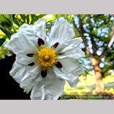 Shrubs ~ Cistus ladanifer 'Paladin', Rock Rose ~ Dancing Oaks Nursery and Gardens ~ Retail Nursery ~ Mail Order Nursery