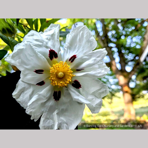 Shrubs ~ Cistus ladanifer 'Paladin', Rock Rose ~ Dancing Oaks Nursery and Gardens ~ Retail Nursery ~ Mail Order Nursery