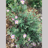 Shrubs ~ Cistus x argenteus 'Silver Pink', Silver Pink Rockrose ~ Dancing Oaks Nursery and Gardens ~ Retail Nursery ~ Mail Order Nursery