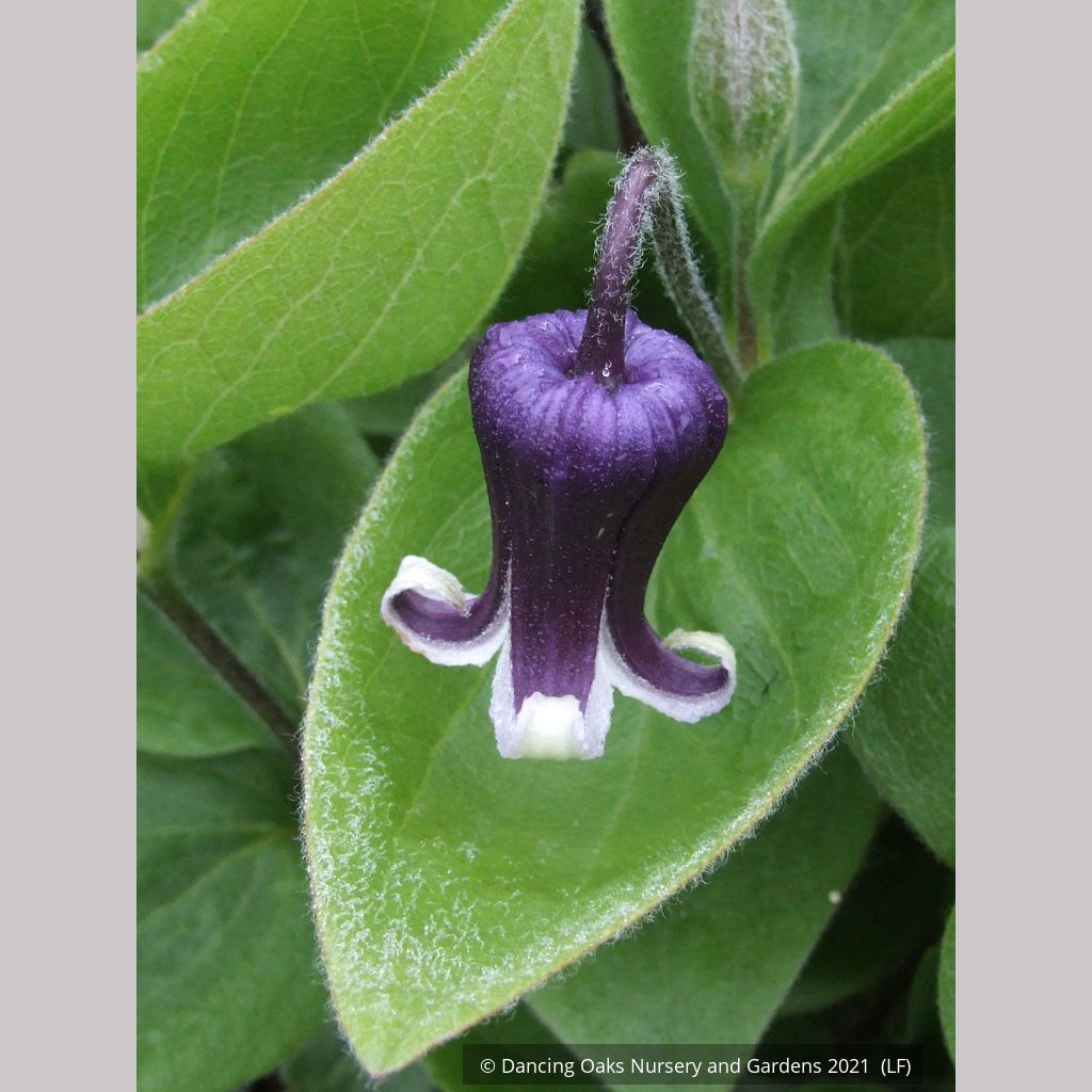 Clematis fremontii, Fremont's Crow's Foot – Dancing Oaks Nursery
