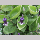 Perennials ~ Clematis fremontii, Fremont's Crow's Foot ~ Dancing Oaks Nursery and Gardens ~ Retail Nursery ~ Mail Order Nursery