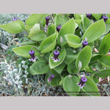 Perennials ~ Clematis fremontii, Fremont's Crow's Foot ~ Dancing Oaks Nursery and Gardens ~ Retail Nursery ~ Mail Order Nursery