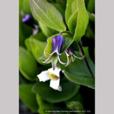 Perennials ~ Clematis fremontii, Fremont's Crow's Foot ~ Dancing Oaks Nursery and Gardens ~ Retail Nursery ~ Mail Order Nursery