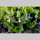 Perennials ~ Clematis fremontii, Fremont's Crow's Foot ~ Dancing Oaks Nursery and Gardens ~ Retail Nursery ~ Mail Order Nursery