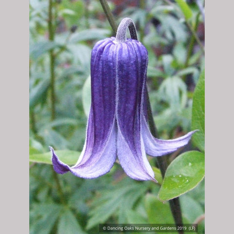 Vines ~ Clematis 'Rooguchi', Solitary Clematis (non-vining) ~ Dancing Oaks Nursery and Gardens ~ Retail Nursery ~ Mail Order Nursery