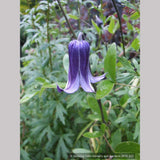 Vines ~ Clematis 'Rooguchi', Solitary Clematis (non-vining) ~ Dancing Oaks Nursery and Gardens ~ Retail Nursery ~ Mail Order Nursery