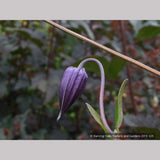 Vines ~ Clematis 'Rooguchi', Solitary Clematis (non-vining) ~ Dancing Oaks Nursery and Gardens ~ Retail Nursery ~ Mail Order Nursery